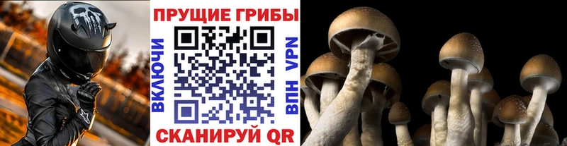 Псилоцибиновые грибы MAGIC MUSHROOMS Вязники